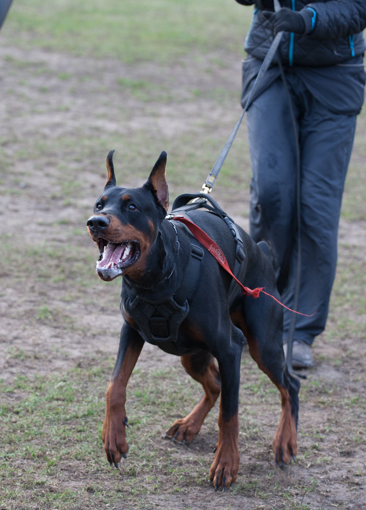 Dog Bite Injury Lawyer Oceanside/Carlsbad | Skolnick Law Group